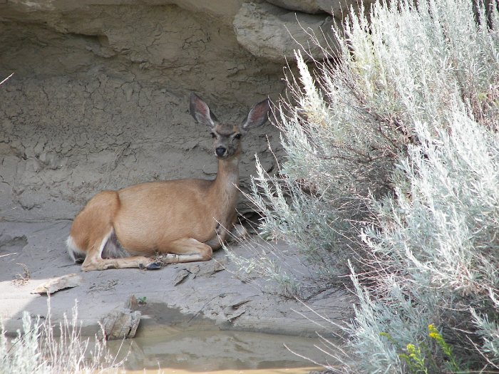 Kanada 2007 Dinopark (54)